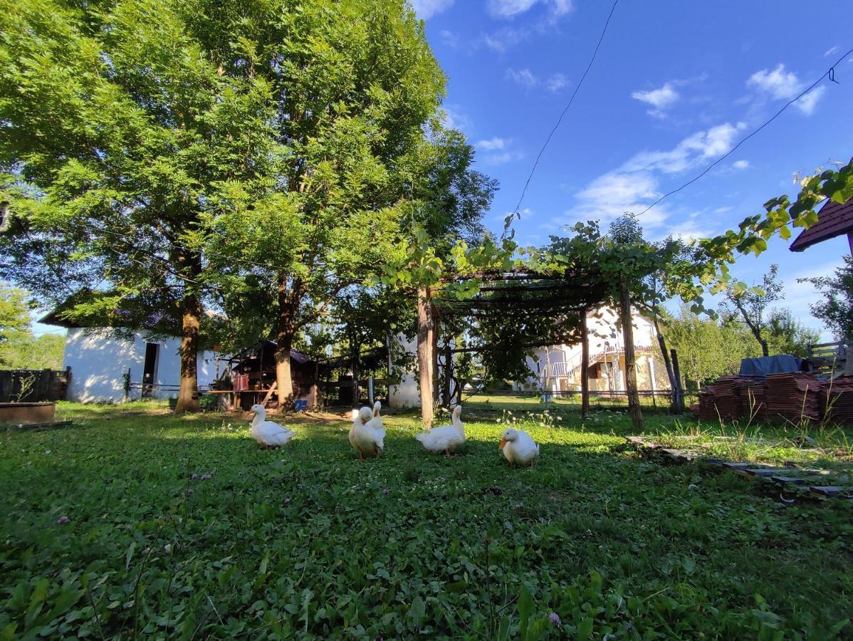Apartments Eco Forest Resort Rakovica Exterior photo